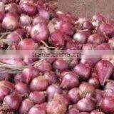 New Red Onion thumbnail-5