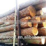 Southern Yellow Pine Logs 20 cm and Up, 25 cm and up thumbnail-4