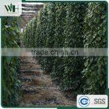 Vietnam Best Herb - Black Pepperseed 550gl 500gl With Good Price thumbnail-5