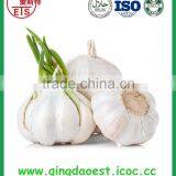 Top Quality Factory Price Fresh White Garlic thumbnail-2