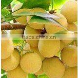 High Quality Ginkgo Biloba Seed for Sowing