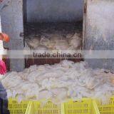 Salted Jellyfish thumbnail-3