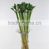 Mini Plants Lotus Bamboo thumbnail-2
