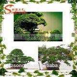 Wholesale Indoor Artificial Potted Decoration thumbnail-5