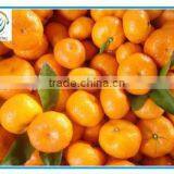 Fresh Organic Oranges thumbnail-1