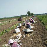 Hot Sale Organic Fresh Potato thumbnail-2