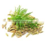 first quality Fennel seeds exporters
