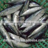 China seafood Exporter of Frozen pacific bonito 300-500g / pcs