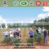 Organic Refined Chinese Gift Tea Tonic Tea Keemun Black Tea (kungfu) KB01 for Export thumbnail-5