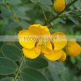 Cassia Bicapsulafis, Flower Seed,herb Seed,vegetalbe Seed,fruit Seed,grass Seed thumbnail-2