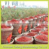 Organic Goji Berries in Low Price thumbnail-3