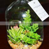 Hanging Terrarium Glass Vase Succulent Plants for Sale thumbnail-4