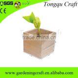 Import China Products Bonsai Tree Magic Growing Message Beans thumbnail-3