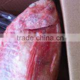 Red Tilapia thumbnail-1