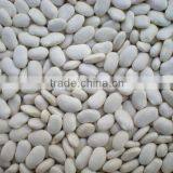 Alubia White Kidney Beans thumbnail-1