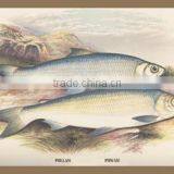 Pollan and Powan 12x18 Giclee on Canvas thumbnail-1