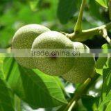 Food Oil Factory Supply Oil Capsules Walnut Oil Softgel Capsules thumbnail-2