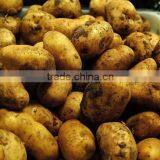 Fresh Potato thumbnail-1