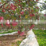 150# Fresh Fuji Apple thumbnail-6
