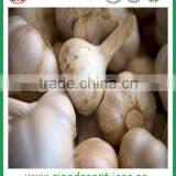 Jinxiang Garlic Contact me thumbnail-3