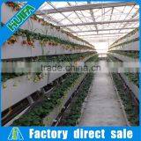 High-yield Greenhouse Hidroponica for Strawberry thumbnail-1