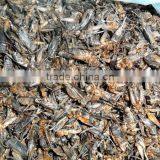 Freeze Dried Crickets, Bird & Reptiles Pet Food thumbnail-4