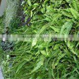 Living Artificial Grass Plant Wall Plastic Green Wall thumbnail-1