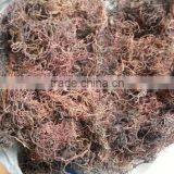 Sell Gracilaria, Eucheuma Spinosum And Eucheuma Cottoni Seaweeds thumbnail-2