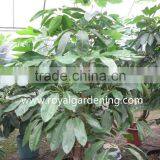 Schefflera(Umbrella Tree ) Shrub Trees thumbnail-1
