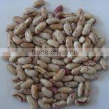 Cow Kidney Beans thumbnail-1