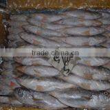 FROZEN SILVER CROAKER, T.T CROAKER, YELLOW CROAKER FISH thumbnail-3