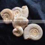 Precious High Quality Natural Ammonite Fossil Snail For Sale Gift Ornaments thumbnail-1