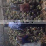 Popular Buying Requests Semi Husked Cocounts thumbnail-1