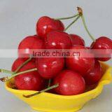 Import China Products Fresh Cherry High Quality Bagged thumbnail-1