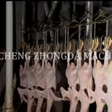 CHICKEN SLAUGHTER AND ABATTOIR MACHINE EQUIPMENT thumbnail-4