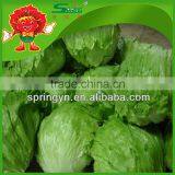 Green Lettuce for Cooking thumbnail-1