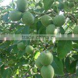 Walnut Saplings Available... thumbnail-5