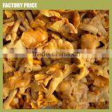 Wild Source and Brown With Color Fresh Chanterelle Mushrooms thumbnail-1