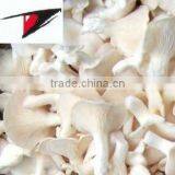 White Oyster Mushroom in Brine