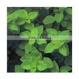 Oregano Herbs Spice Powder thumbnail-1