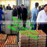 Automatic Egg Packing Machine/egg Tray Packaging Machine/egg Grading Machine for Packing thumbnail-4
