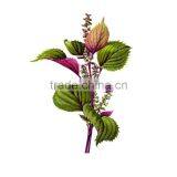 100% Natural Organic Perilla Seed Oil From China Manufacturer thumbnail-5