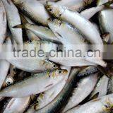 Frozen Sardine for Canning thumbnail-2