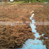 Gracilaria, Euchema Spinosum And Cottoni Seaweeds thumbnail-3