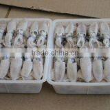 Chinese Baby Squid thumbnail-1