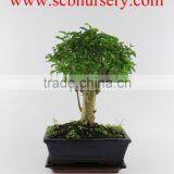 Ligustrum 20cm Ball thumbnail-1