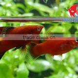 Red Wagtail Platy Bleeding Farm and Export From Thailand thumbnail-3