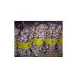 Sell Fresh Garlic thumbnail-1