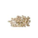 Watermelon Seed thumbnail-1