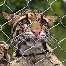 High-Quality 304/316L Stainless Steel Cable Rope Mesh for Railing and Balcony Systems thumbnail-4